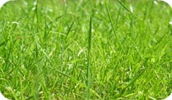 WIR LIEBEN IHREN GARTEN!