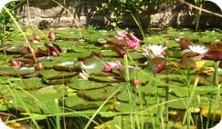 WIR LIEBEN IHREN GARTEN!